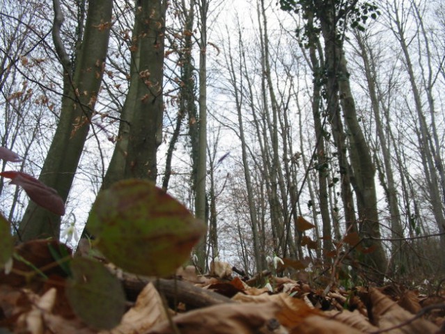 V gozdu - foto