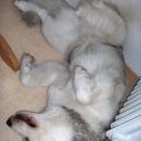 avtor: aska