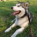 avtor: aska