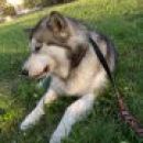 avtor: aska