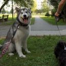 avtor: aska