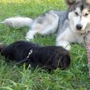 avtor: aska
