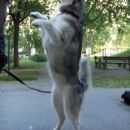 avtor: aska