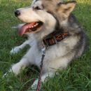 avtor: aska