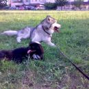avtor: aska