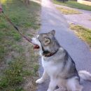 avtor: aska