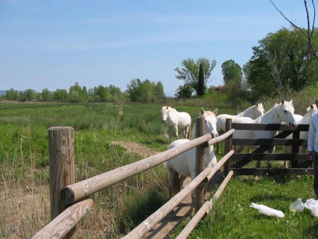 Delta Soče (Isola della cona) - foto