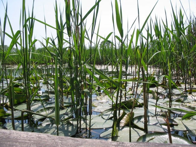 Delta Soče (Isola della cona) - foto povečava