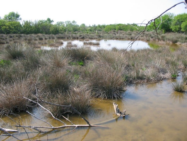 Delta Soče (Isola della cona) - foto povečava