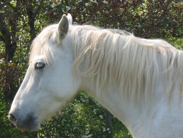 Konj pasme Camargue

