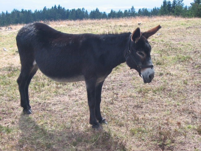 Od Litije do... - foto povečava