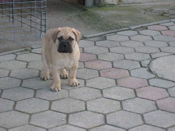 BULLMASTIF-mladički - foto povečava