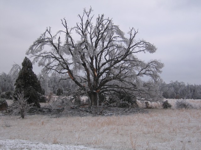 Drevo, ki je dozivelo ze marsikaj...staro vec kot 100 let je tokrat klonilo.