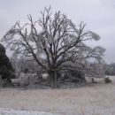 Drevo, ki je dozivelo ze marsikaj...staro vec kot 100 let je tokrat klonilo.