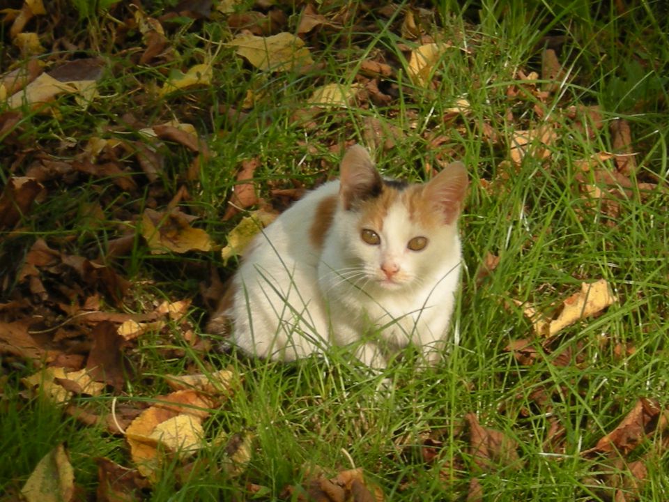 Muce - foto povečava