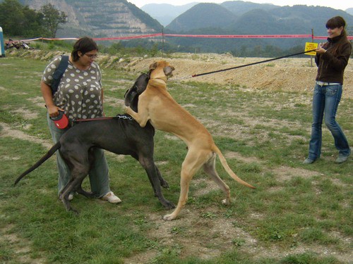 Cac Trbovlje 2008 - foto