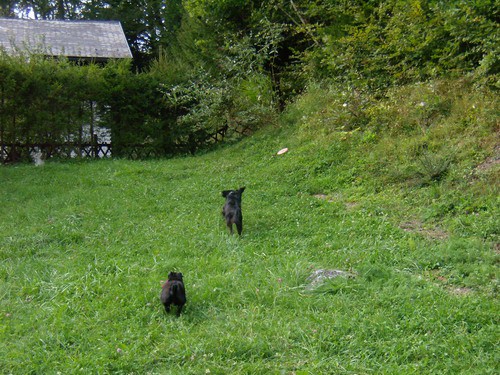 Ajša, Corina in DeeDee - foto povečava