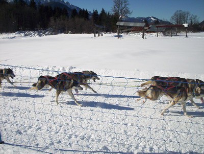 Sleddog 2007 - foto povečava