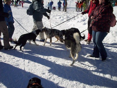 Sleddog 2007 - foto povečava