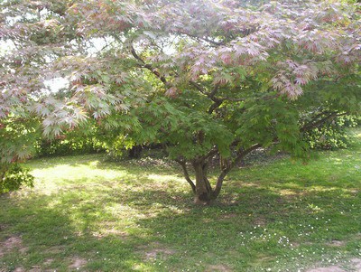 Arboretum Volcji potok - foto povečava