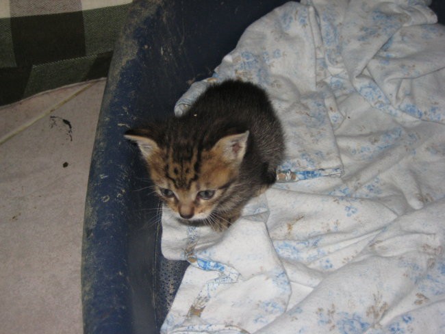 Mačji mladički-obalni azil - foto povečava