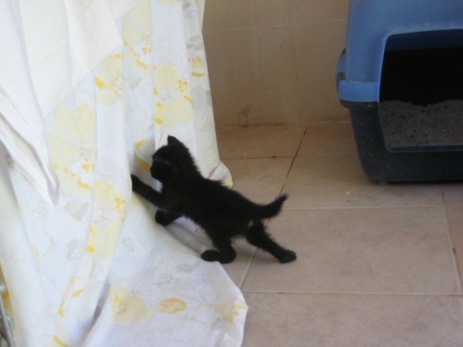Mačji mladički-obalni azil - foto povečava