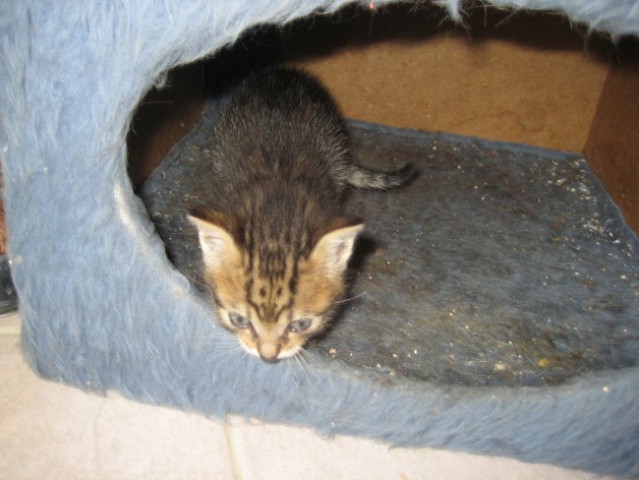 Mačji mladički-obalni azil - foto
