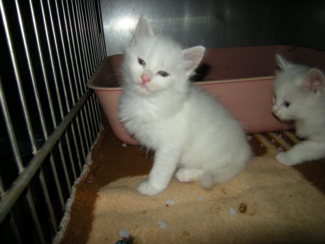 Bel muc - foto povečava