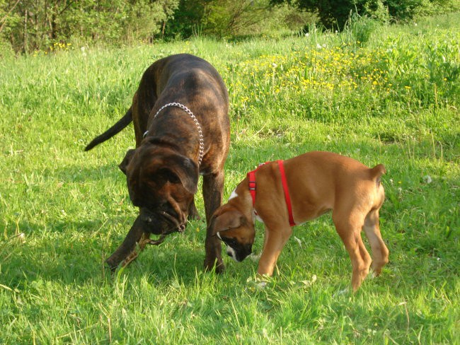 Nemški bokser - Amis in Tisa - pomlad 2008 - foto povečava