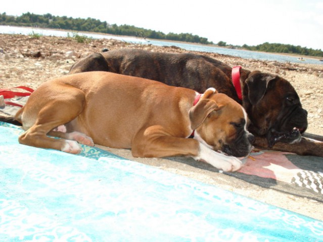 Nemški bokser - Amis in Tisa - Šibenik 2008 - foto