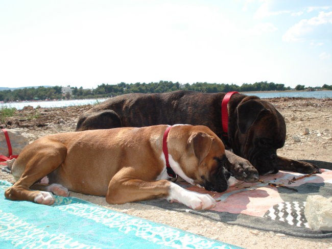 Nemški bokser - Amis in Tisa - Šibenik 2008 - foto povečava