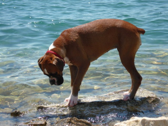 Nemški bokser - Amis in Tisa - Šibenik 2008 - foto