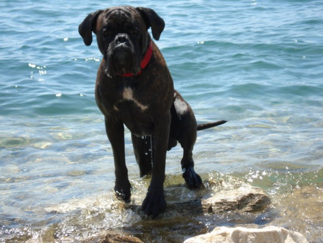 Nemški bokser - Amis in Tisa - Šibenik 2008 - foto