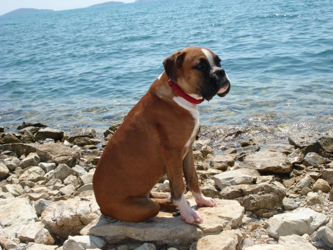 Nemški bokser - Amis in Tisa - Šibenik 2008 - foto povečava