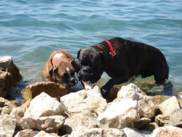 Nemški bokser - Amis in Tisa - Šibenik 2008 - foto