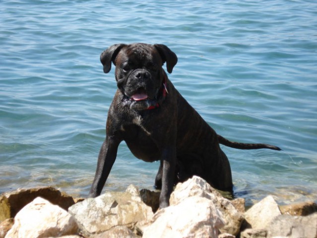 Nemški bokser - Amis in Tisa - Šibenik 2008 - foto