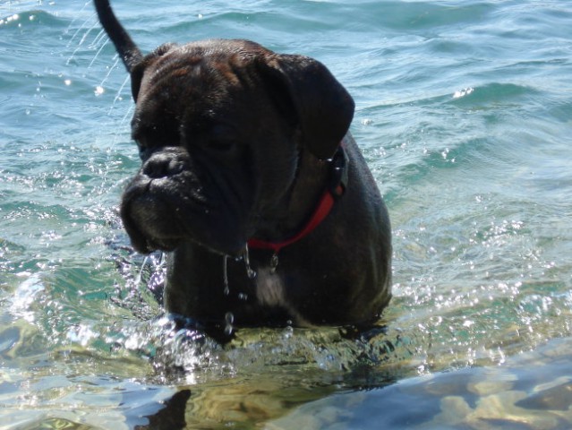 Nemški bokser - Amis in Tisa - Šibenik 2008 - foto