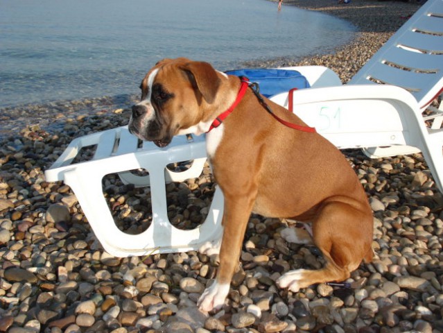 Nemški bokser - Amis in Tisa - Šibenik 2008 - foto