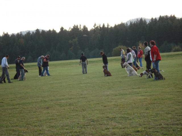 Nemški bokser - Amis in Tisa - jesen 2008 - foto