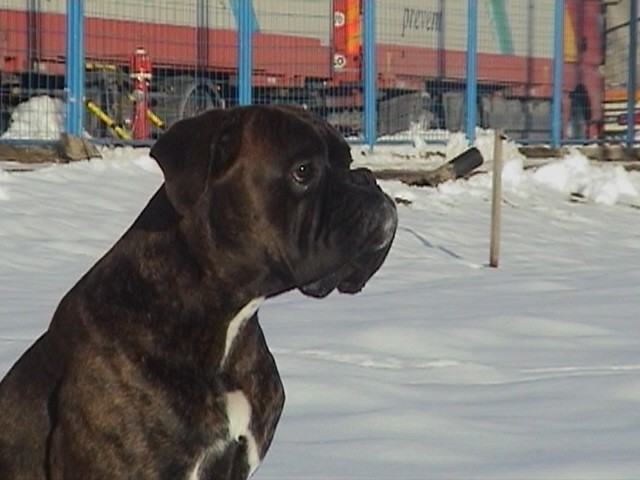 Nemški bokser Amis d'Morg - poletje 2006 - foto povečava