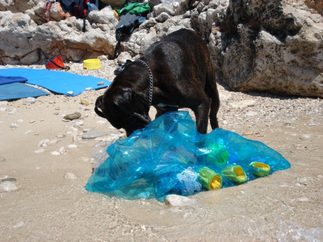 Nemški bokser Amis d'Morg - poletje 2006 - foto