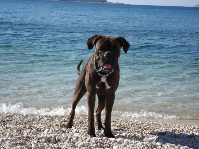 Nemški bokser Amis d'Morg - poletje 2006 - foto