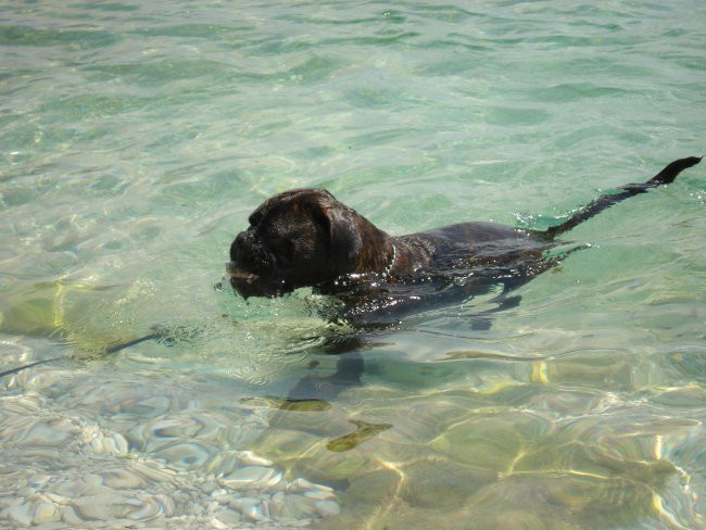 Nemški bokser Amis d'Morg - poletje 2006 - foto povečava