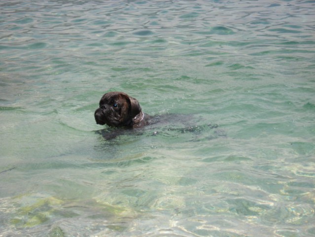 Nemški bokser Amis d'Morg - poletje 2006 - foto