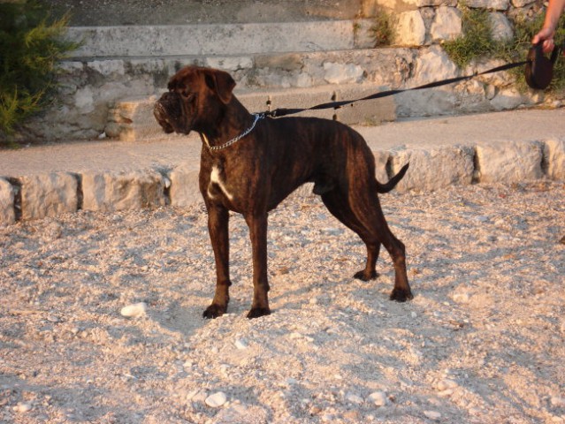 Nemški bokser Amis d'Morg - poletje 2006 - foto