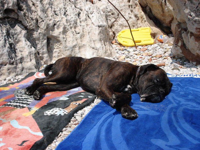 Nemški bokser Amis d'Morg - poletje 2006 - foto povečava