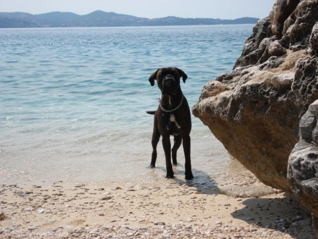 Nemški bokser Amis d'Morg - poletje 2006 - foto