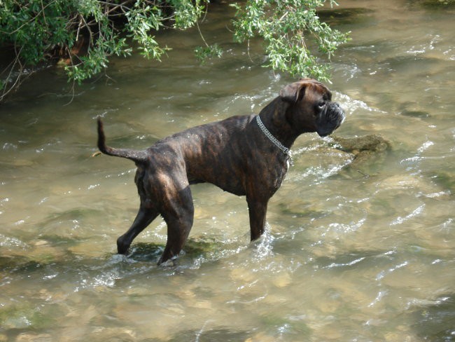 Nemški bokser Amis d'Morg - poletje 2006 - foto povečava