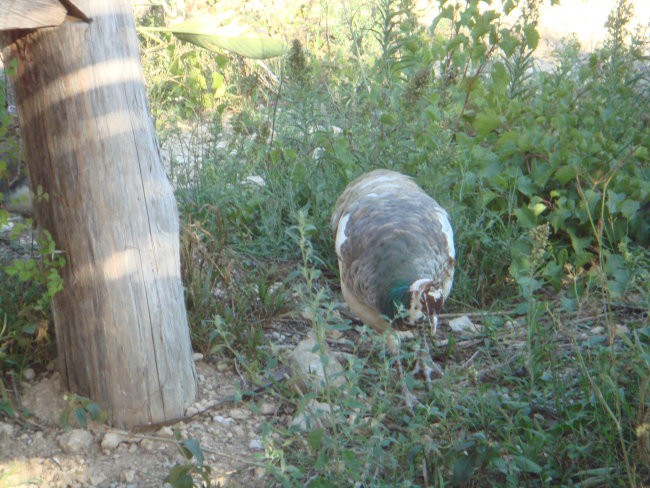 Jadranje 2007 - foto povečava