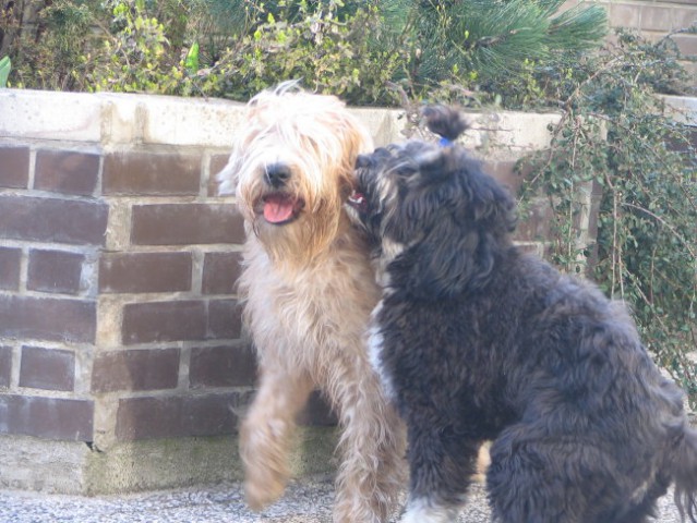 Bela & Tibo (14. april 2006) - foto